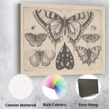 Antique Butterfly Collection Engraving Victorian Entomology Study Canvas Wall Art Print Decor Picture Ready to Hang