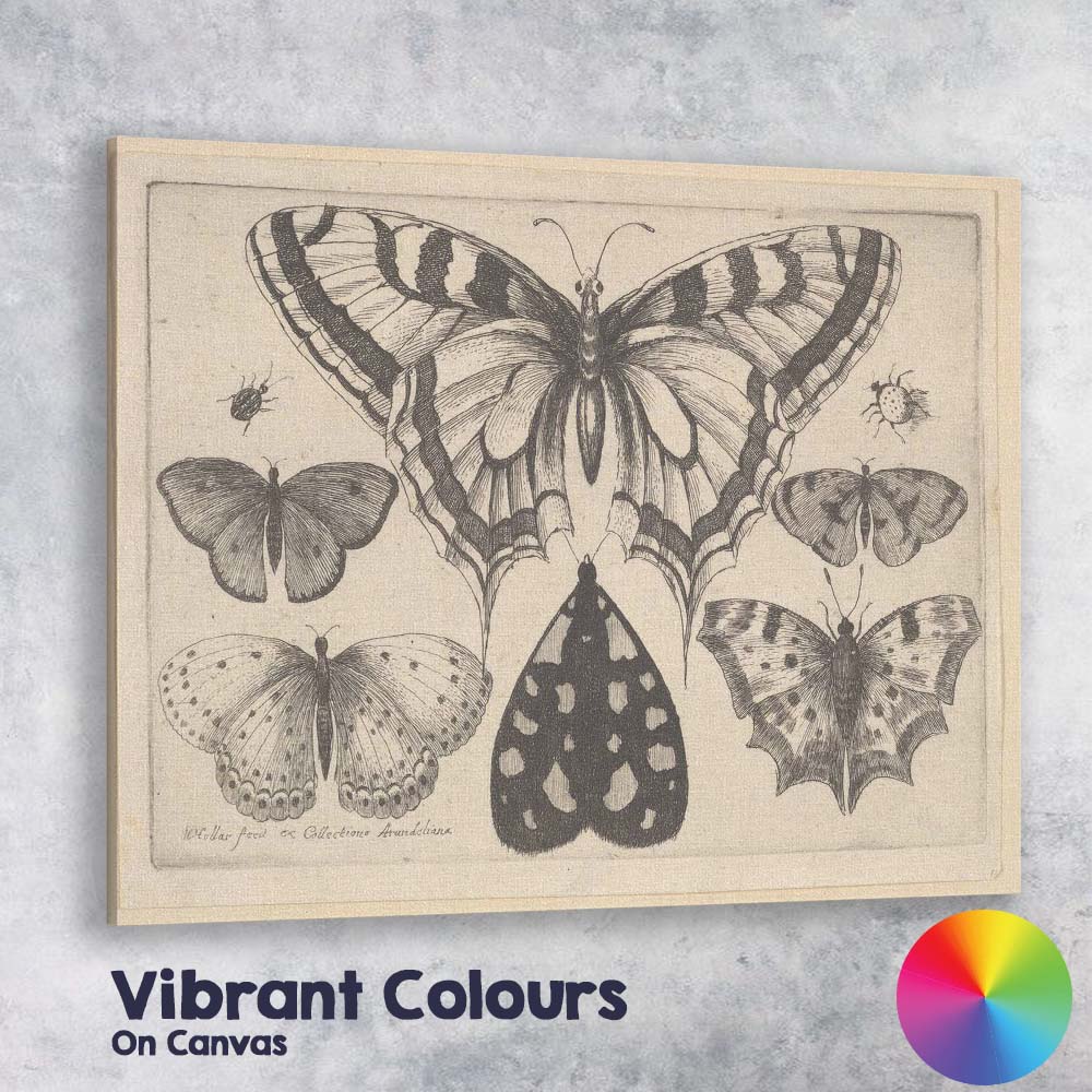 Antique Butterfly Collection Engraving Victorian Entomology Study Canvas Wall Art Print Decor Picture Ready to Hang