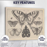 Antique Butterfly Collection Engraving Victorian Entomology Study Canvas Wall Art Print Decor Picture Ready to Hang