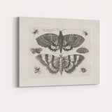 Antique Moth and Butterfly Collection Scientific Entomology Engraving Canvas Wall Art Print Decor Picture Ready to Hang