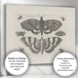 Antique Moth and Butterfly Collection Scientific Entomology Engraving Canvas Wall Art Print Decor Picture Ready to Hang
