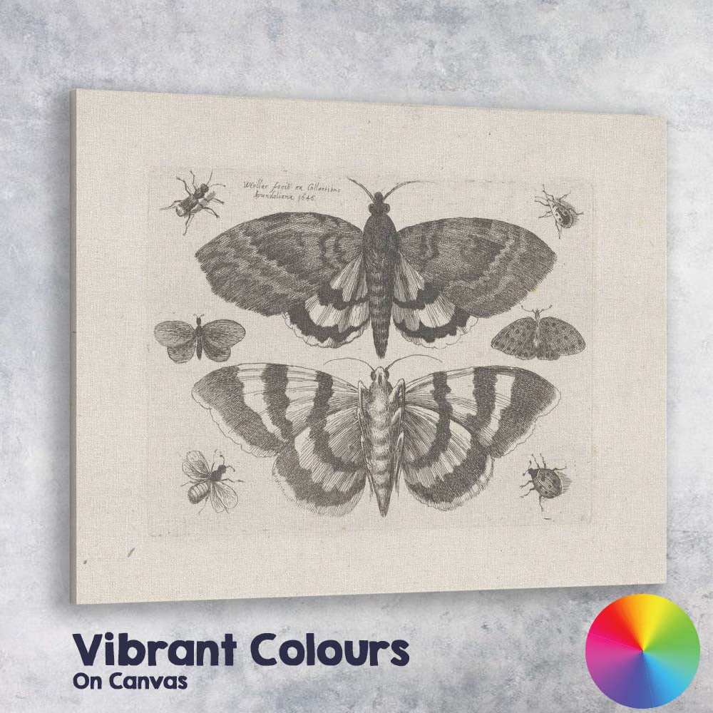 Antique Moth and Butterfly Collection Scientific Entomology Engraving Canvas Wall Art Print Decor Picture Ready to Hang