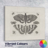 Antique Moth and Butterfly Collection Scientific Entomology Engraving Canvas Wall Art Print Decor Picture Ready to Hang