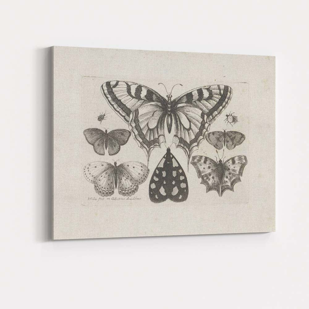 Antique Butterfly Specimen Collection Detailed Entomology Engraving Canvas Wall Art Print Decor Picture Ready to Hang