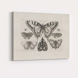 Antique Butterfly Specimen Collection Detailed Entomology Engraving Canvas Wall Art Print Decor Picture Ready to Hang