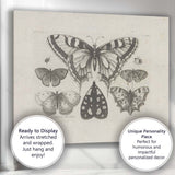 Antique Butterfly Specimen Collection Detailed Entomology Engraving Canvas Wall Art Print Decor Picture Ready to Hang