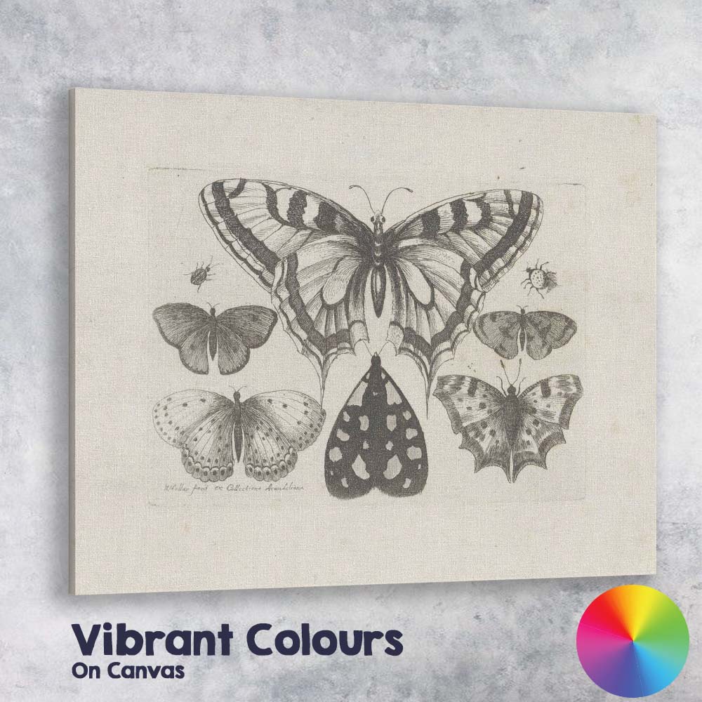 Antique Butterfly Specimen Collection Detailed Entomology Engraving Canvas Wall Art Print Decor Picture Ready to Hang