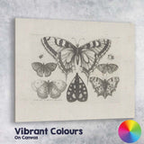 Antique Butterfly Specimen Collection Detailed Entomology Engraving Canvas Wall Art Print Decor Picture Ready to Hang