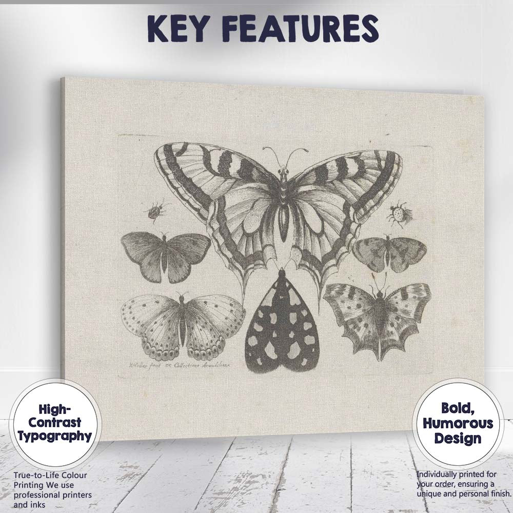 Antique Butterfly Specimen Collection Detailed Entomology Engraving Canvas Wall Art Print Decor Picture Ready to Hang