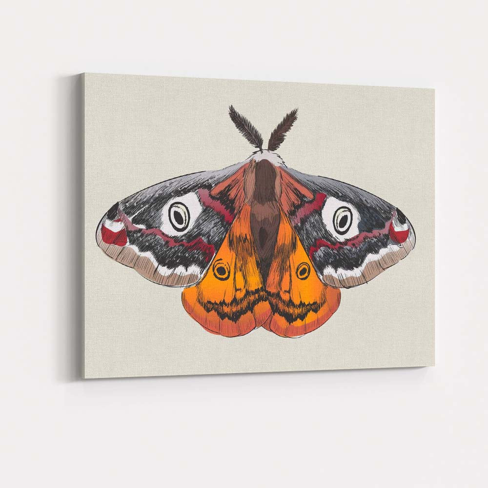 Colourful Peacock Moth Entomology Illustration Wildlife Nature Artwork Canvas Wall Art Print Decor Picture Ready to Hang
