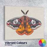 Colourful Peacock Moth Entomology Illustration Wildlife Nature Artwork Canvas Wall Art Print Decor Picture Ready to Hang