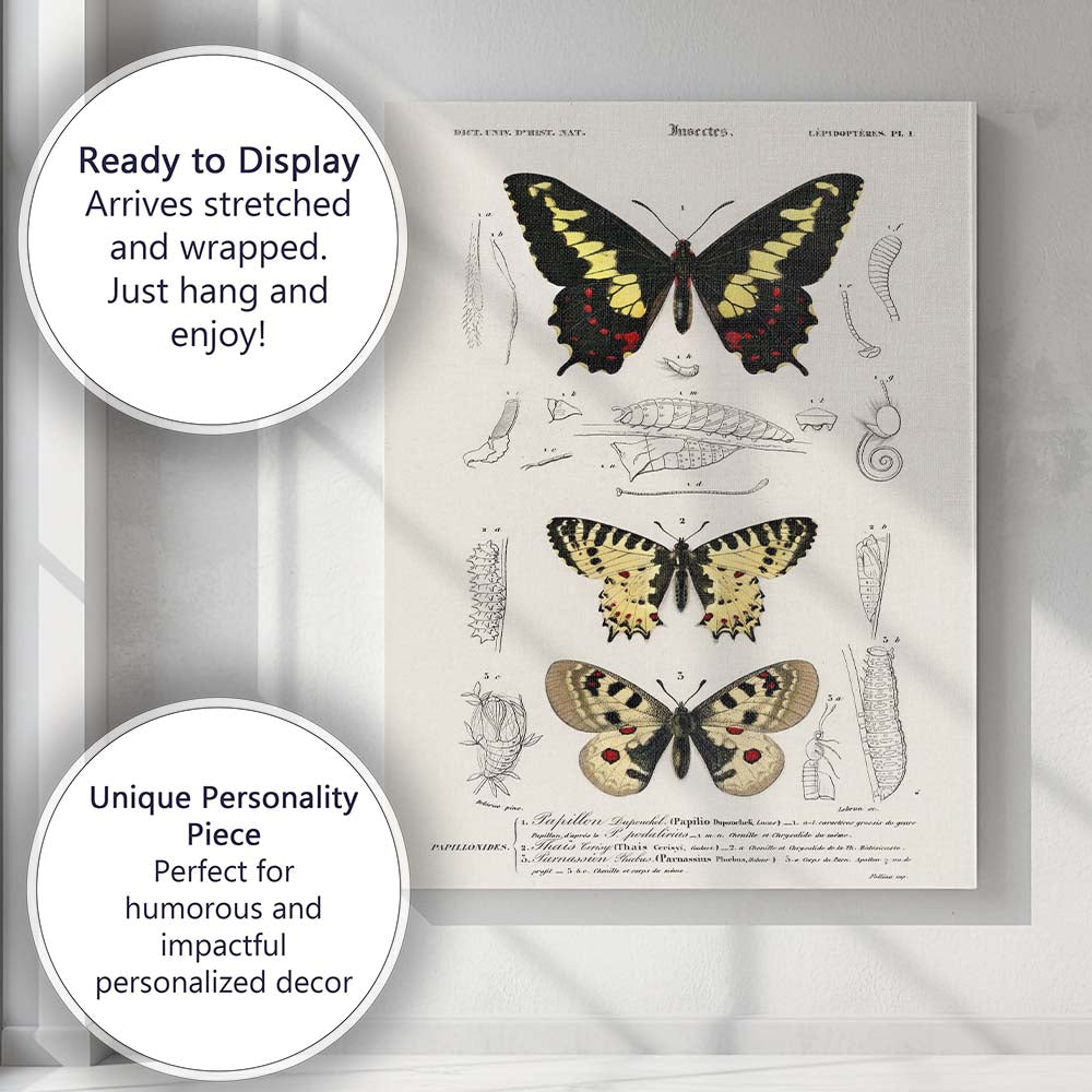 Antique Butterfly Life Cycle Entomology Study Victorian Natural History Canvas Wall Art Print Decor Picture Ready to Hang