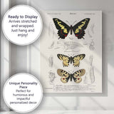 Antique Butterfly Life Cycle Entomology Study Victorian Natural History Canvas Wall Art Print Decor Picture Ready to Hang