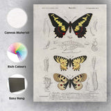 Antique Butterfly Life Cycle Entomology Study Victorian Natural History Canvas Wall Art Print Decor Picture Ready to Hang