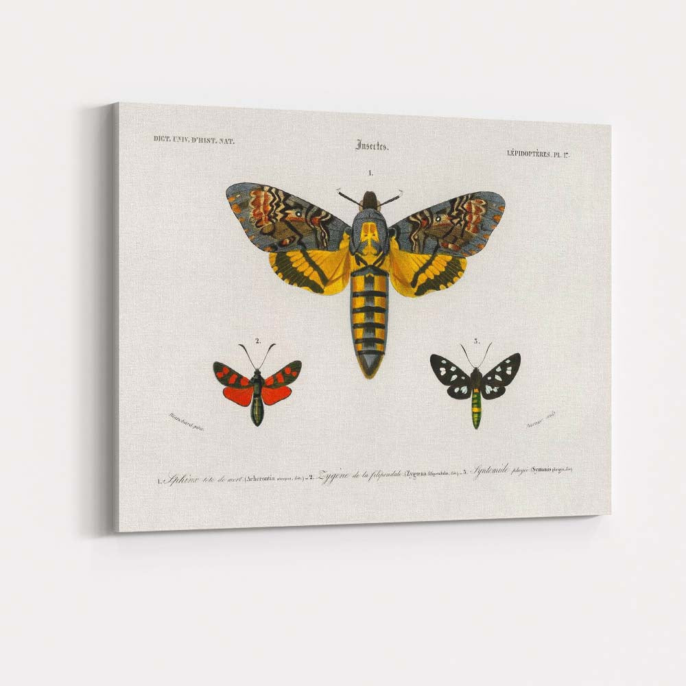 Antique Moth Collection Scientific Entomology Illustration Victorian Natural History Canvas Wall Art Print Decor Picture Ready to Hang