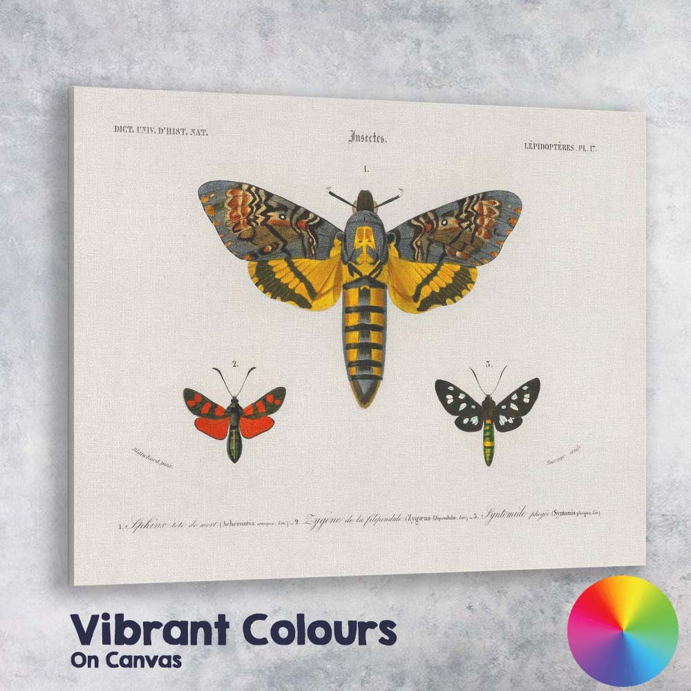 Antique Moth Collection Scientific Entomology Illustration Victorian Natural History Canvas Wall Art Print Decor Picture Ready to Hang