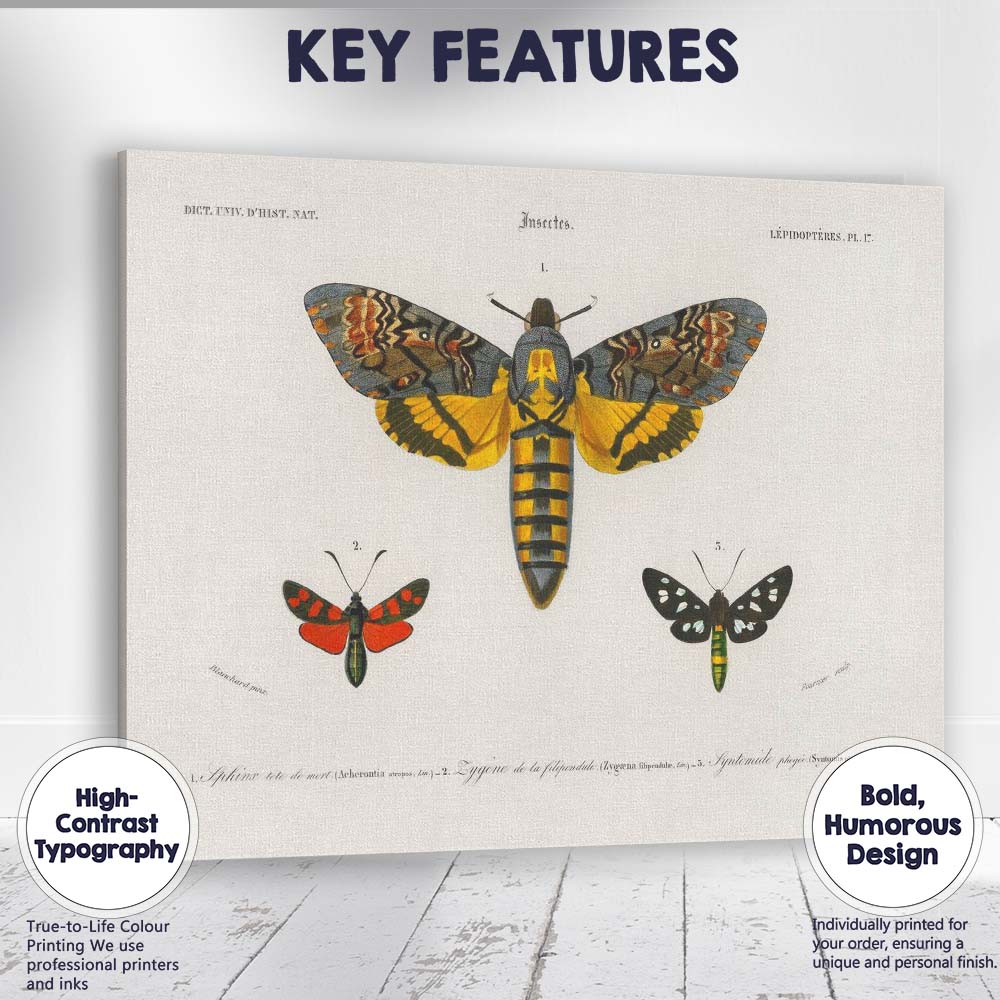 Antique Moth Collection Scientific Entomology Illustration Victorian Natural History Canvas Wall Art Print Decor Picture Ready to Hang