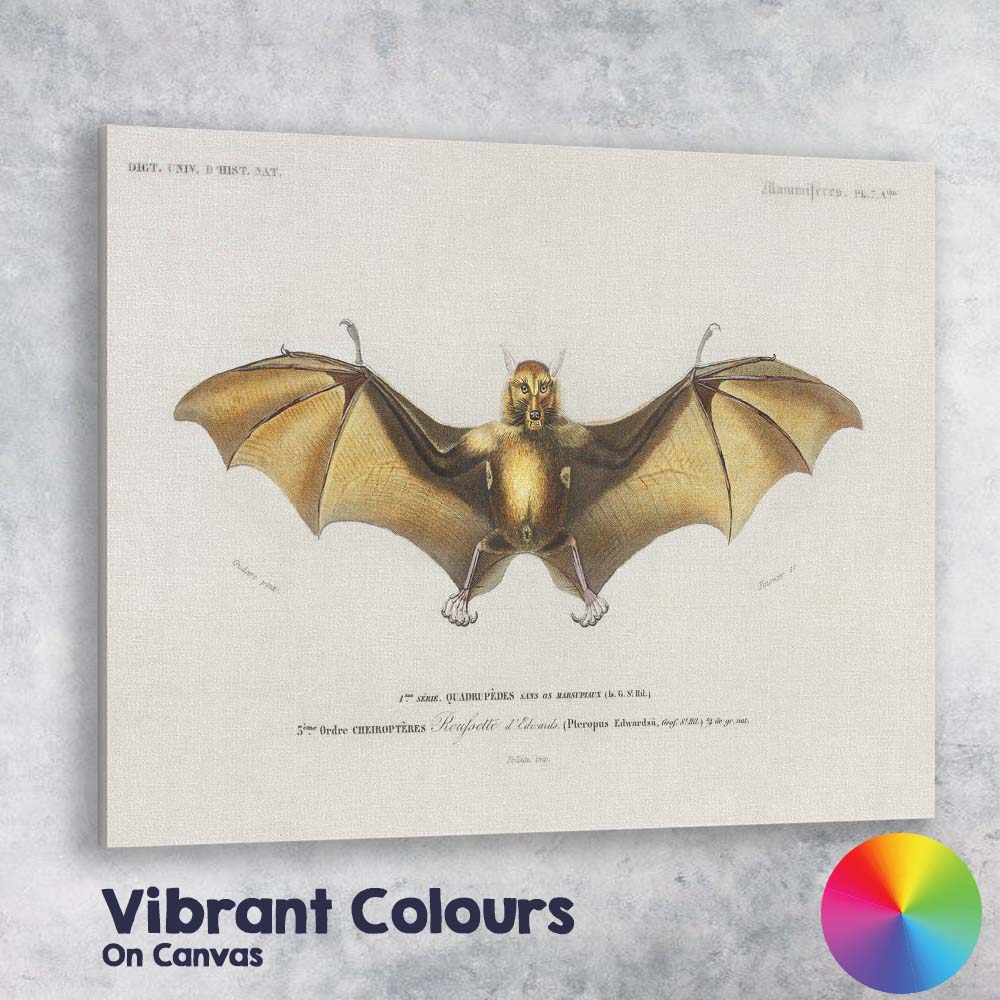 Antique Flying Fox Bat Scientific Illustration Victorian Zoology Artwork Canvas Wall Art Print Decor Picture Ready to Hang