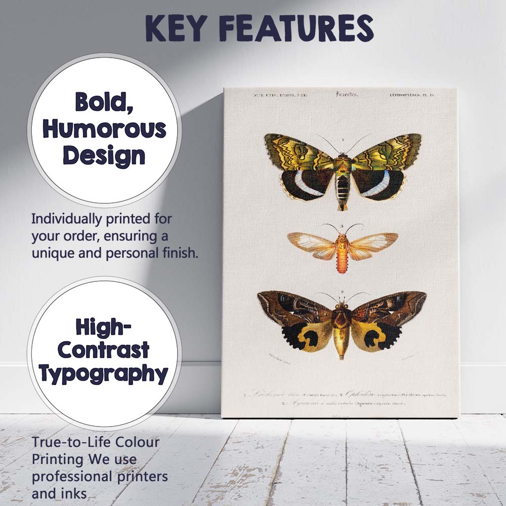 Antique Exotic Moth Collection Natural History Entomology Illustration Canvas Wall Art Print Decor Picture Ready to Hang