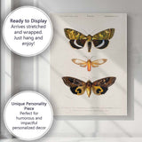 Antique Exotic Moth Collection Natural History Entomology Illustration Canvas Wall Art Print Decor Picture Ready to Hang