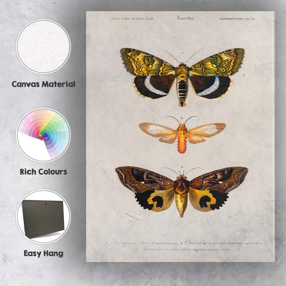 Antique Exotic Moth Collection Natural History Entomology Illustration Canvas Wall Art Print Decor Picture Ready to Hang