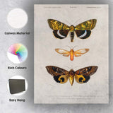 Antique Exotic Moth Collection Natural History Entomology Illustration Canvas Wall Art Print Decor Picture Ready to Hang