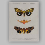 Antique Exotic Moth Collection Natural History Entomology Illustration Canvas Wall Art Print Decor Picture Ready to Hang
