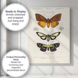 Antique Tropical Moth and Butterfly Entomology Study Natural History Canvas Wall Art Print Decor Picture Ready to Hang