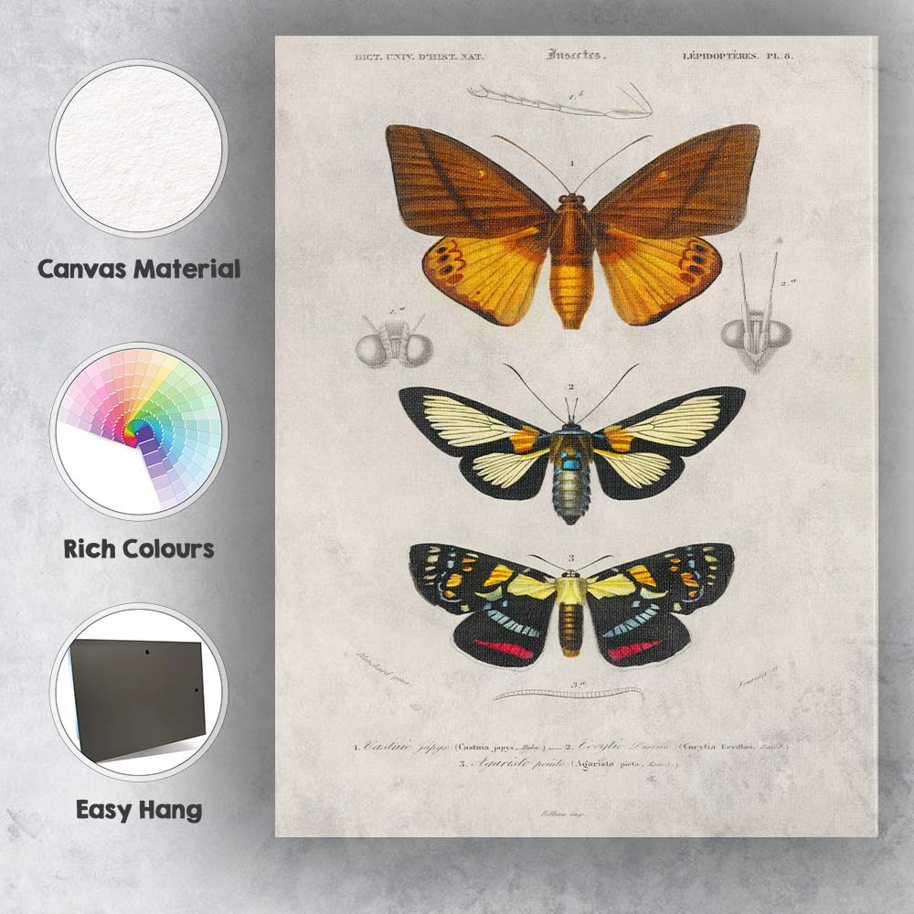 Antique Tropical Moth and Butterfly Entomology Study Natural History Canvas Wall Art Print Decor Picture Ready to Hang