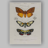 Antique Tropical Moth and Butterfly Entomology Study Natural History Canvas Wall Art Print Decor Picture Ready to Hang