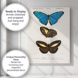 Antique Tropical Butterfly Study Blue Morpho and Dark Wing Species Canvas Wall Art Print Decor Picture Ready to Hang