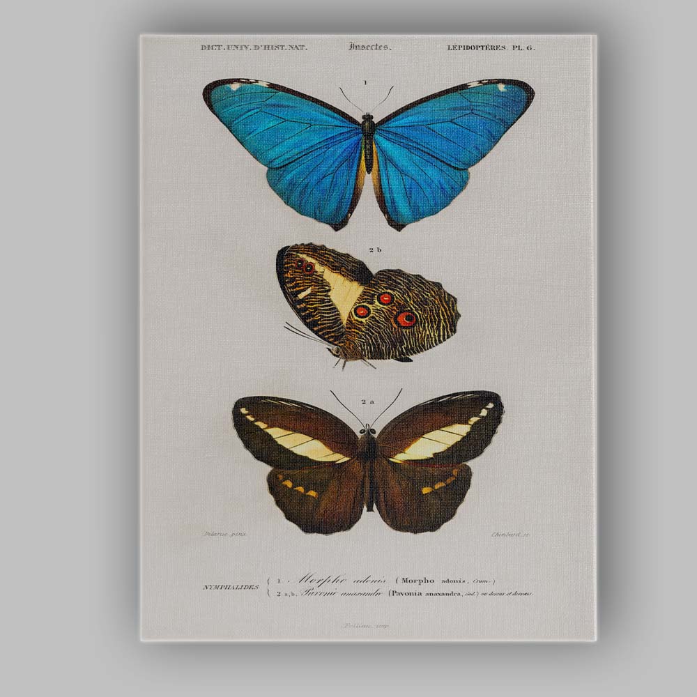 Antique Tropical Butterfly Study Blue Morpho and Dark Wing Species Canvas Wall Art Print Decor Picture Ready to Hang