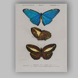Antique Tropical Butterfly Study Blue Morpho and Dark Wing Species Canvas Wall Art Print Decor Picture Ready to Hang