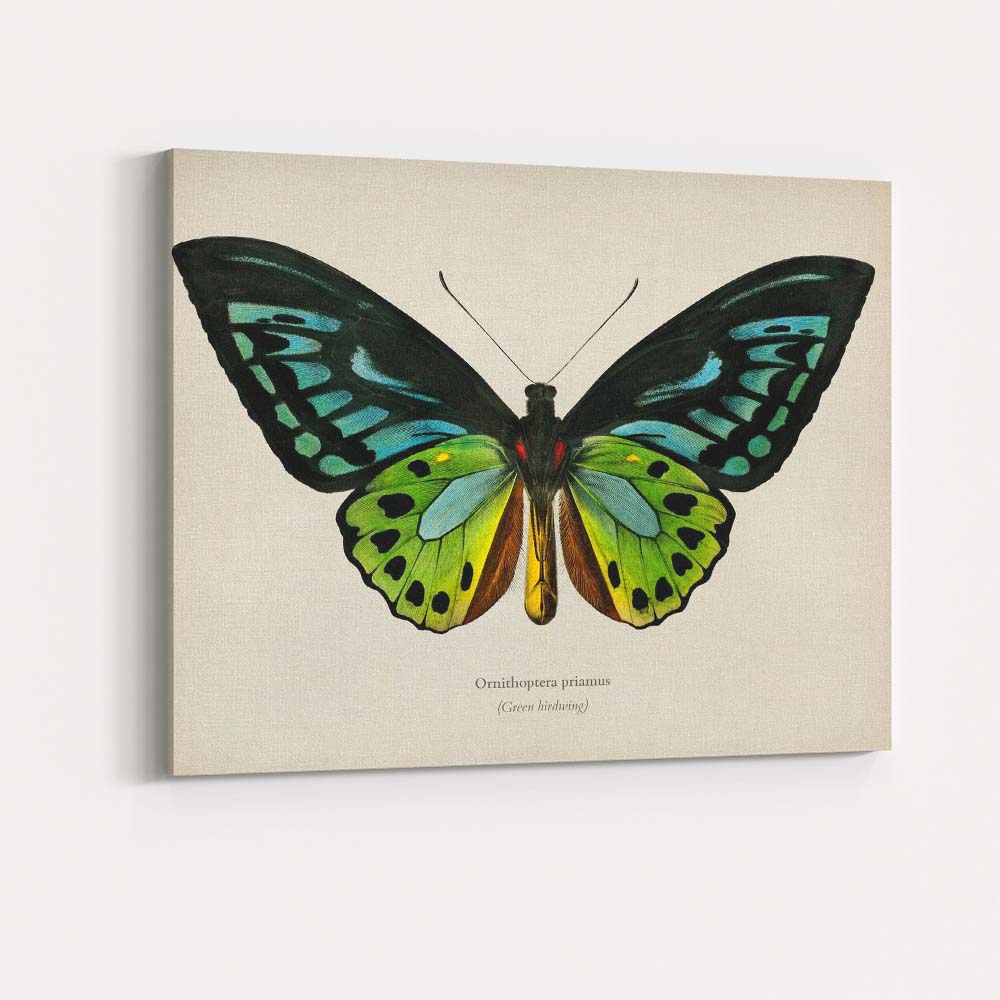 Exotic Green Birdwing Butterfly Natural History Illustration Vibrant Entomology Canvas Wall Art Print Decor Picture Ready to Hang
