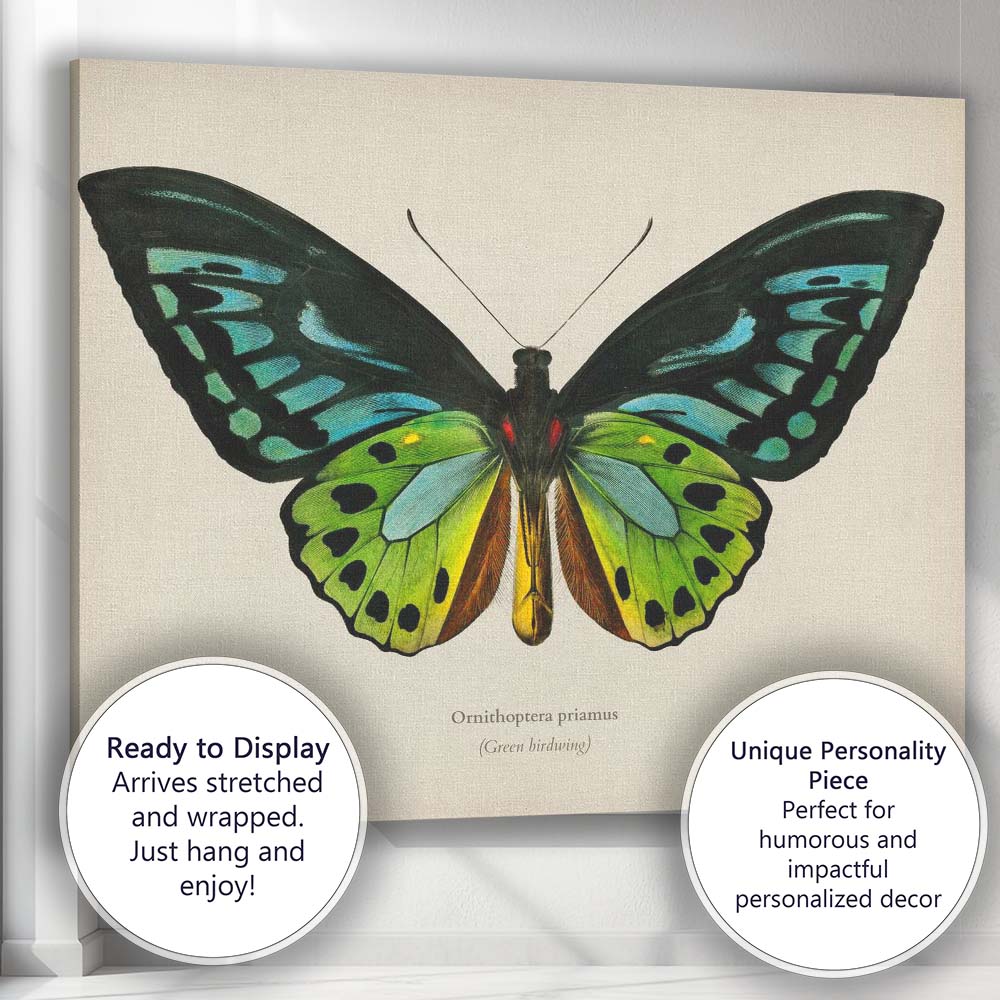 Exotic Green Birdwing Butterfly Natural History Illustration Vibrant Entomology Canvas Wall Art Print Decor Picture Ready to Hang