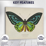 Exotic Green Birdwing Butterfly Natural History Illustration Vibrant Entomology Canvas Wall Art Print Decor Picture Ready to Hang