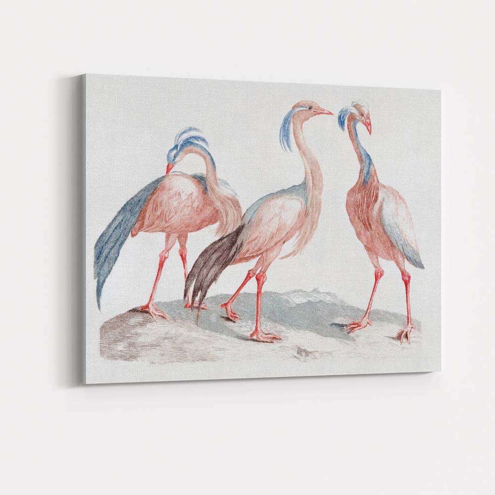Antique Exotic Crowned Crane Bird Study Ornithology Illustration Canvas Wall Art Print Decor Picture Ready to Hang
