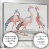 Antique Exotic Crowned Crane Bird Study Ornithology Illustration Canvas Wall Art Print Decor Picture Ready to Hang