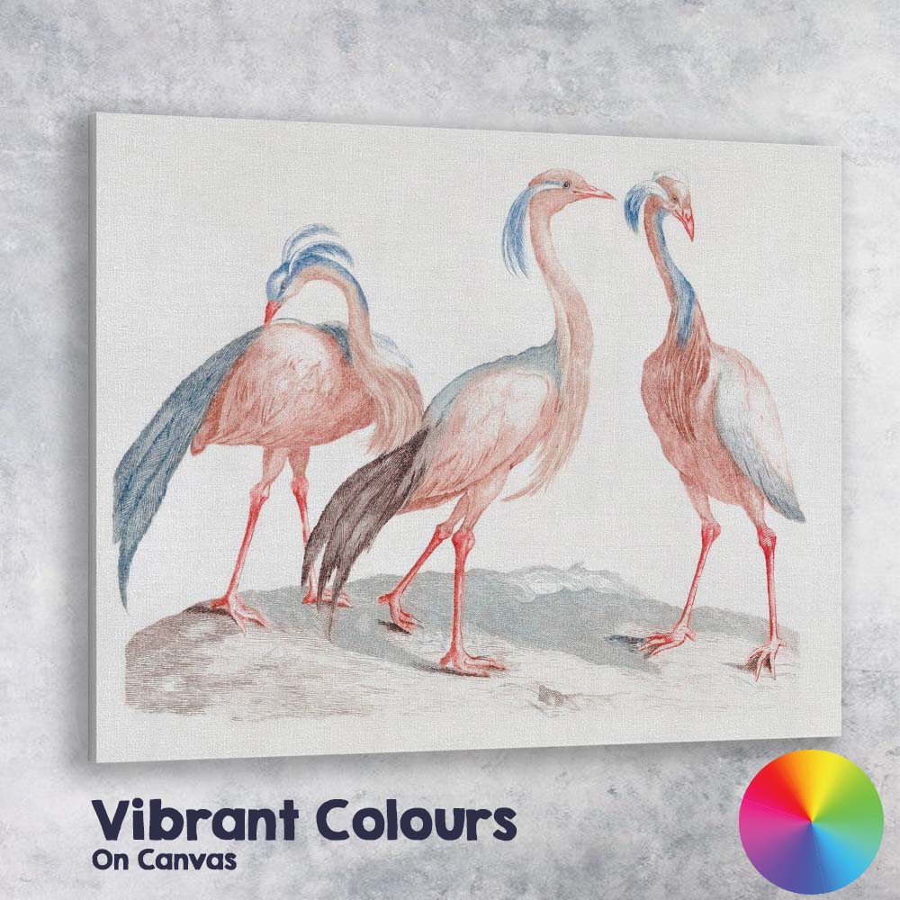 Antique Exotic Crowned Crane Bird Study Ornithology Illustration Canvas Wall Art Print Decor Picture Ready to Hang