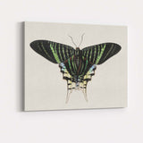 Antique Emerald Green Swallowtail Butterfly Natural History Illustration Canvas Wall Art Print Decor Picture Ready to Hang