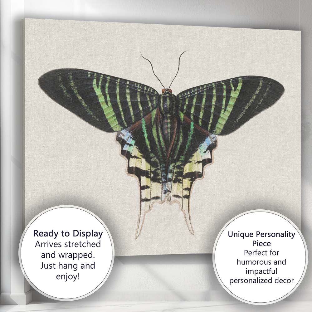 Antique Emerald Green Swallowtail Butterfly Natural History Illustration Canvas Wall Art Print Decor Picture Ready to Hang
