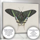 Antique Emerald Green Swallowtail Butterfly Natural History Illustration Canvas Wall Art Print Decor Picture Ready to Hang
