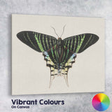 Antique Emerald Green Swallowtail Butterfly Natural History Illustration Canvas Wall Art Print Decor Picture Ready to Hang