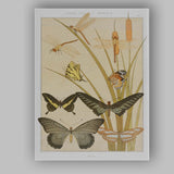 Art Nouveau Butterflies Dragonflies Reeds Nature Illustration Canvas Wall Art Print Decor Picture Ready to Hang