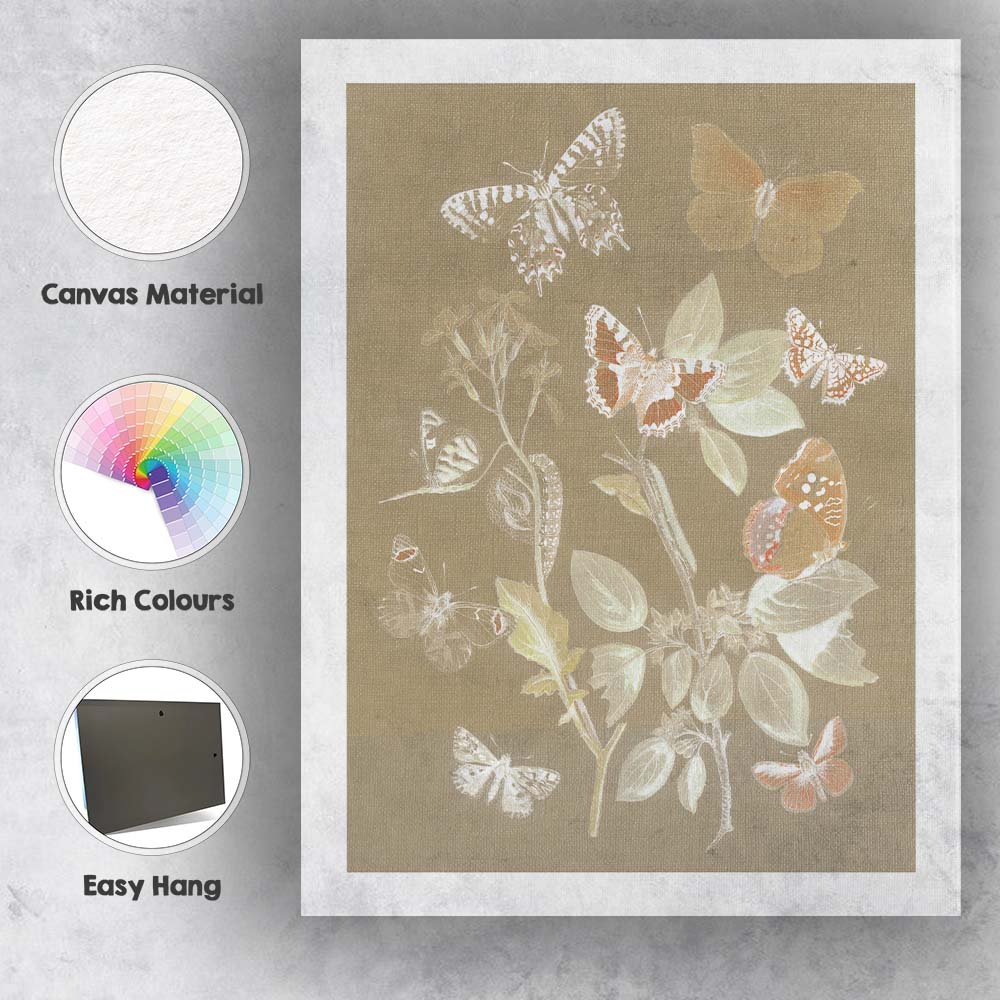 Soft Beige Butterfly Specimen Botanical Entomology Illustration Canvas Wall Art Print Decor Picture Ready to Hang