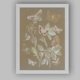 Soft Beige Butterfly Specimen Botanical Entomology Illustration Canvas Wall Art Print Decor Picture Ready to Hang