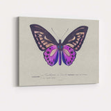 Vibrant Purple Butterfly Antique Scientific Illustration Canvas Wall Art Print Decor Picture Ready to Hang