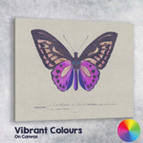 Vibrant Purple Butterfly Antique Scientific Illustration Canvas Wall Art Print Decor Picture Ready to Hang