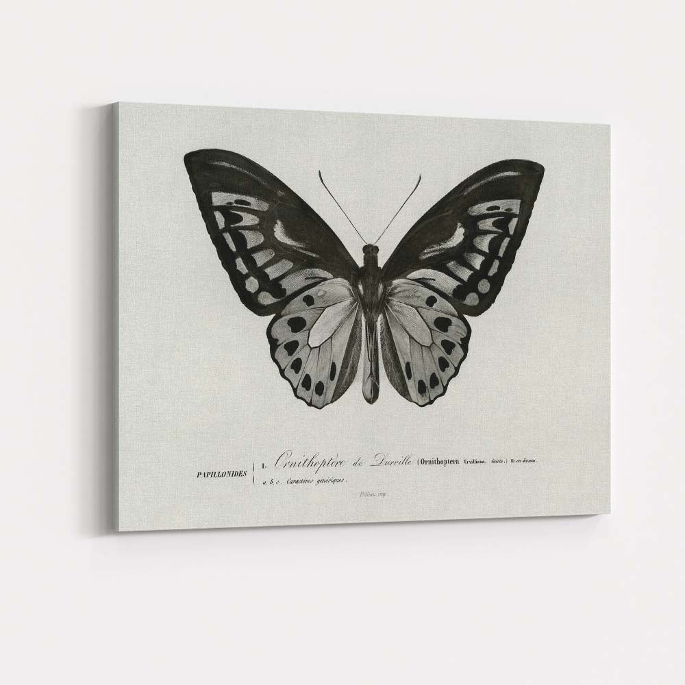 Monochrome Butterfly Natural History Engraving Style Illustration Canvas Wall Art Print Decor Picture Ready to Hang