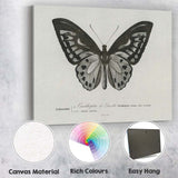 Monochrome Butterfly Natural History Engraving Style Illustration Canvas Wall Art Print Decor Picture Ready to Hang